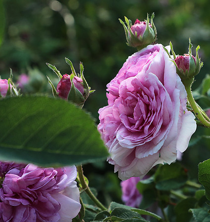 Rose "aimable amie"