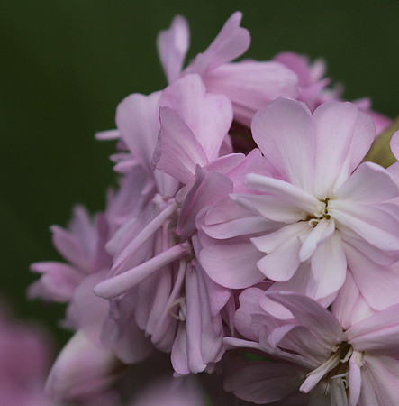 Saponaria