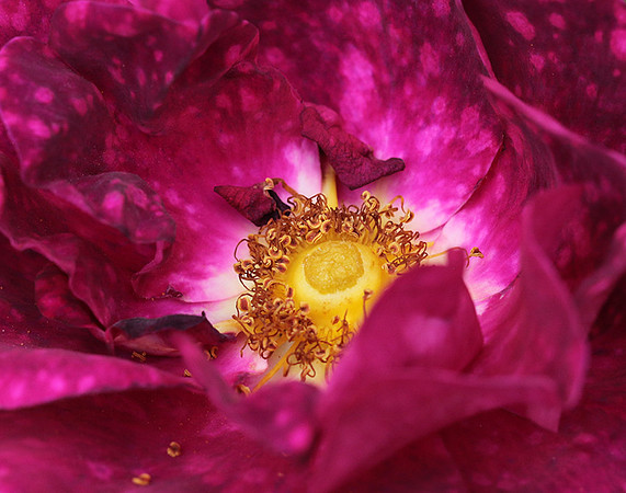 Rose "Alain Blanchard"