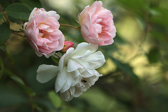 Rose "Apple Blossom"