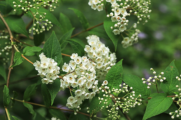 Deutzia compacta