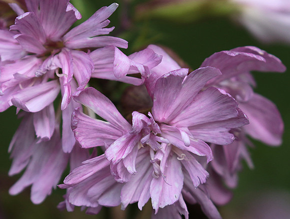 Saponaria