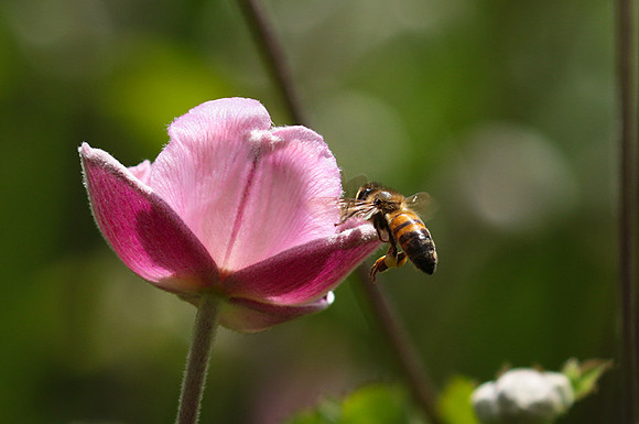 Anemona japonica