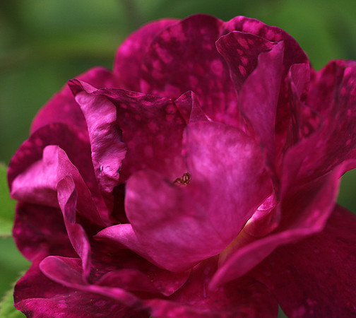 Rose "Alain Blanchard"