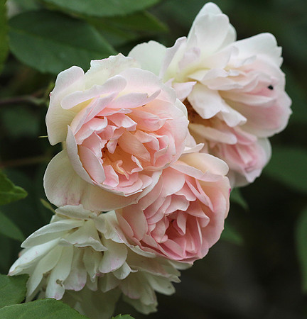 Rose "Apple Blossom"