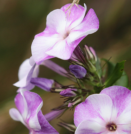 Phlox