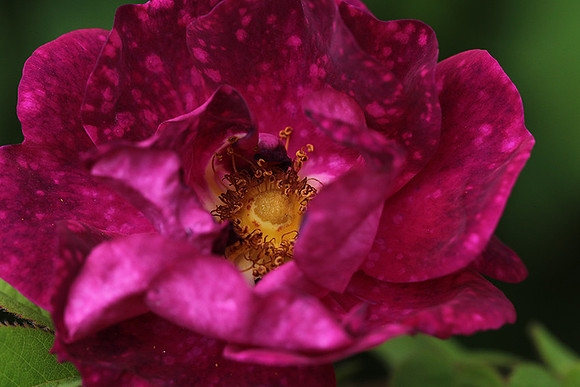 Rose "Alain Blanchard"