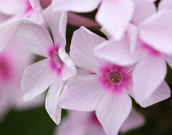 Phlox