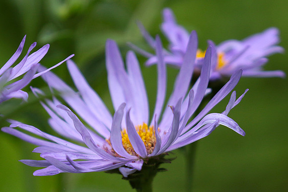 Aster Frikartii