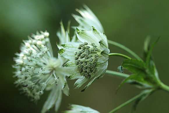 Astrantia