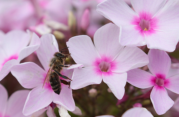 Phlox