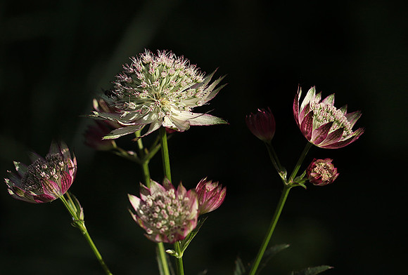 Astrantia