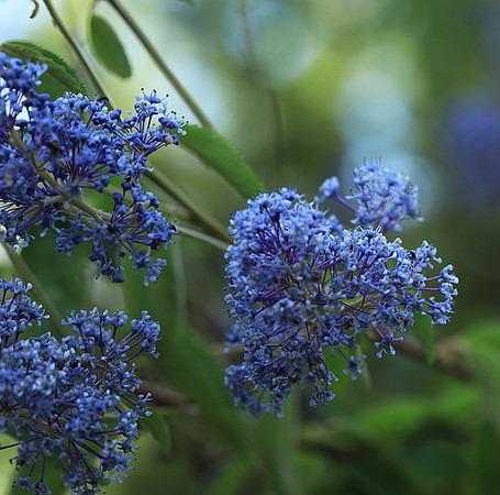 Ceanothus Gloire de Versailles