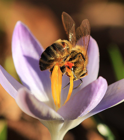 Crocus