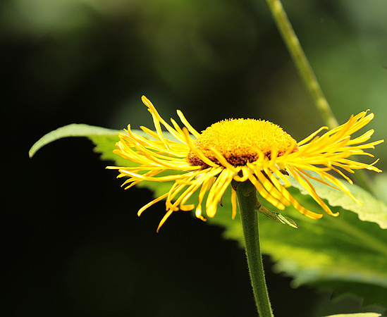 Inula