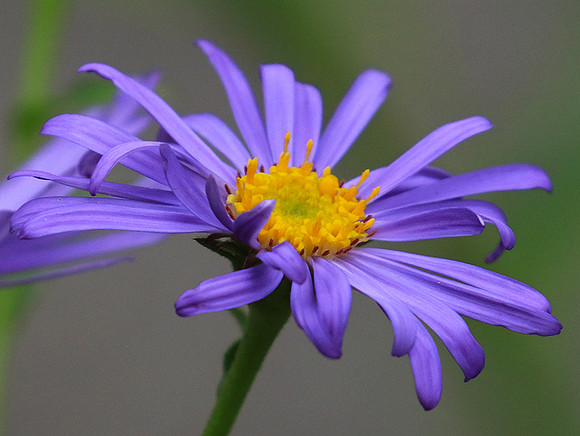 Aster Frikartii
