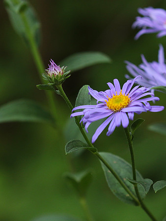 Aster Frikartii