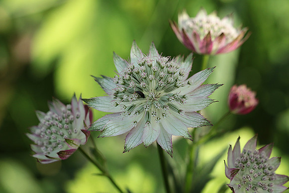 Astrantia