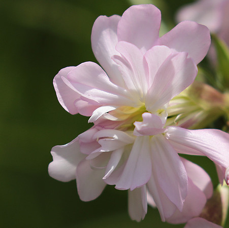 Saponaria