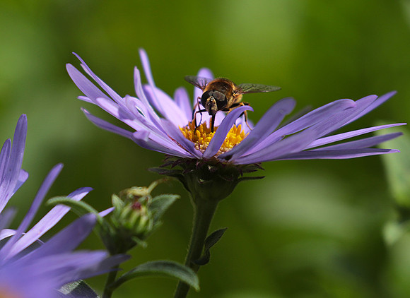 Aster Frikartii