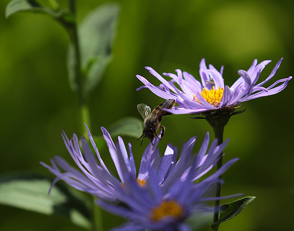 Aster Frikartii