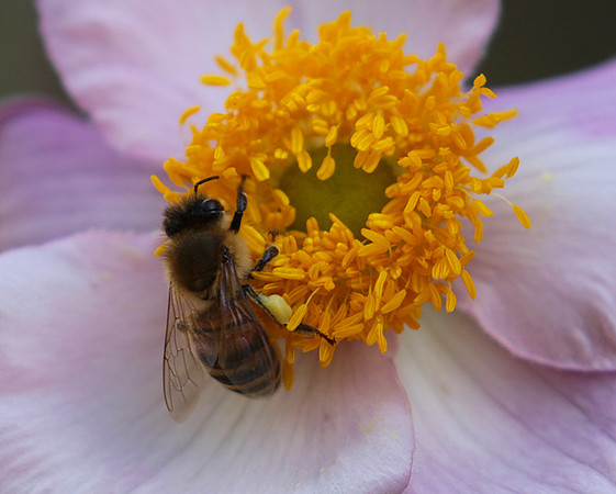 Anemona japonica