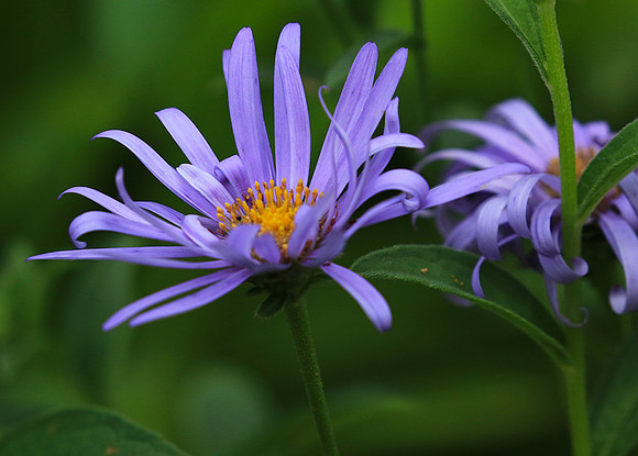 Aster Frikartii