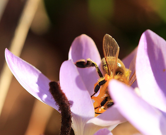 Crocus