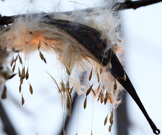 Flower seeds - Zimbabwe