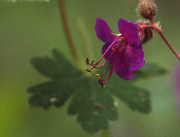 Geranium
