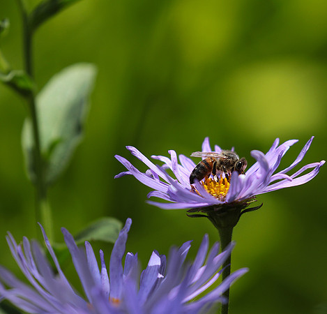 Aster Frikartii