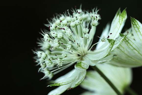 Astrantia