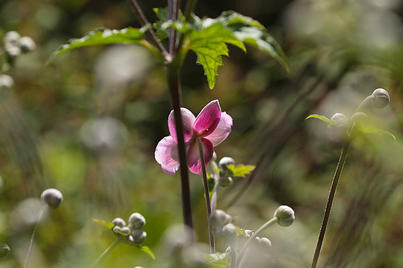 Anemona japonica