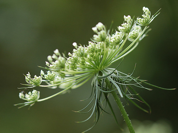 Wild flower