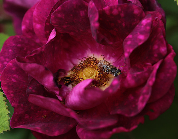 Rose "Alain Blanchard"