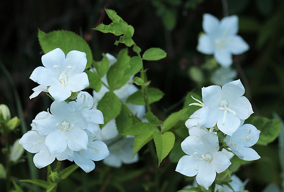 Campanula