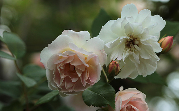 Rose "Apple Blossom"