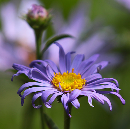 Aster Frikartii