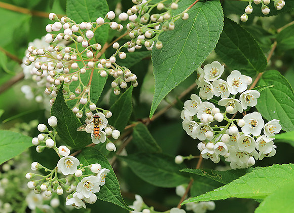Deutzia compacta