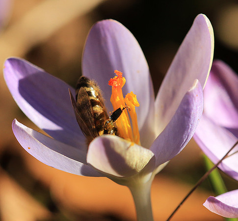 Crocus