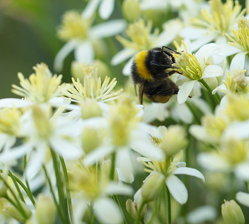 Clematis recta