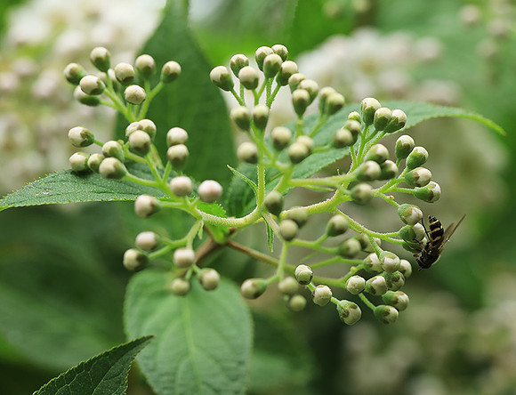 Deutzia compacta