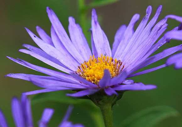 Aster Frikartii