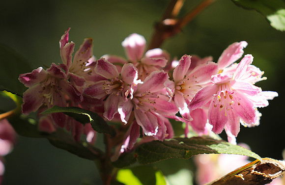 Deutzia perle rose