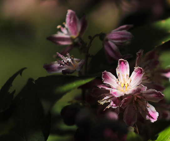 Deutzia perle rose