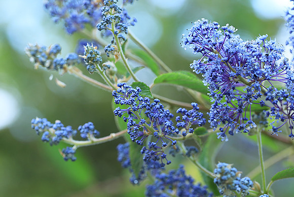 Ceanothus Gloire de Versailles