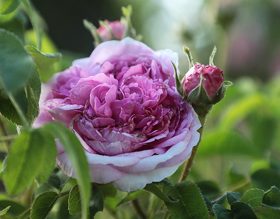 Rose "aimable amie"