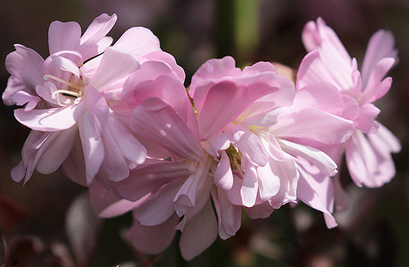 Saponaria