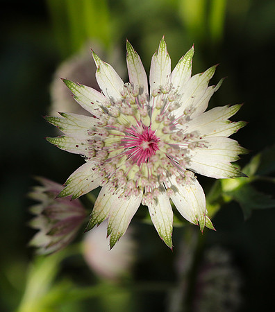 Astrantia