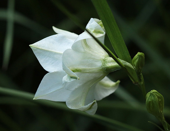 Campanula